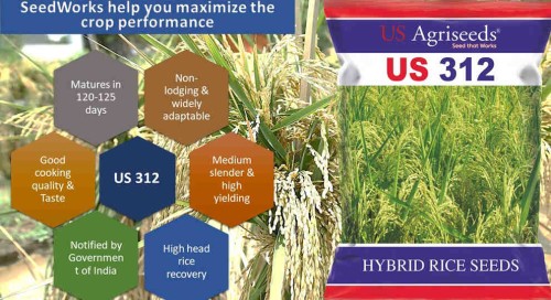 SeedWorks-Image.jpg